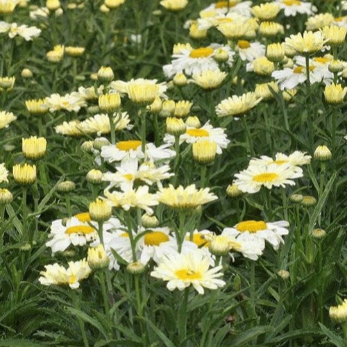 Leucanthemum × superbum LaCrème