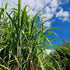 Miscanthus sinensis Giganteus