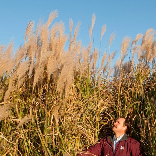 Miscanthus sinensis Giganteus