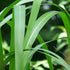 Miscanthus sinensis Giganteus