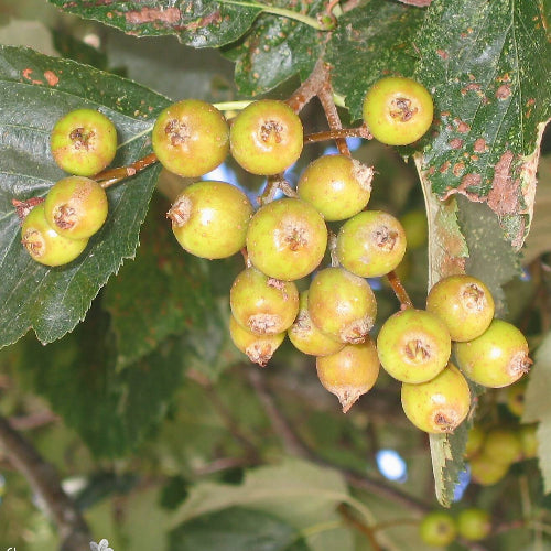 Sorbus latifolia
