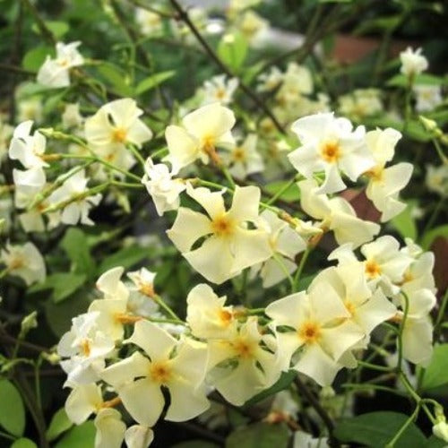 Trachelospermum asiaticum Christabel Bielenberg