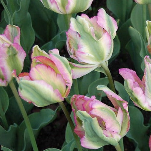 Tulip Green Wave