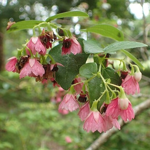 Vallea stipularis