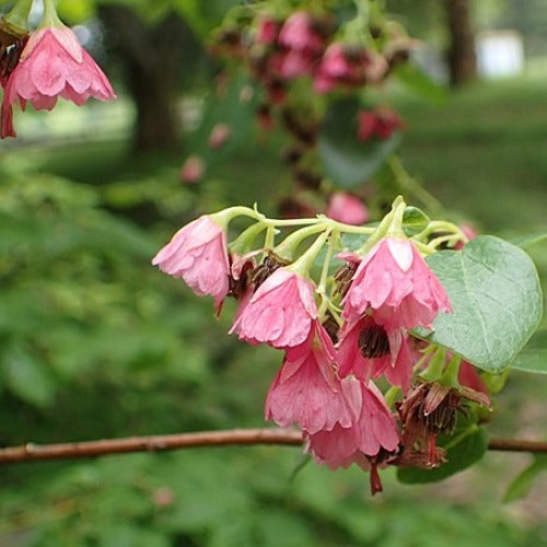 Vallea stipularis