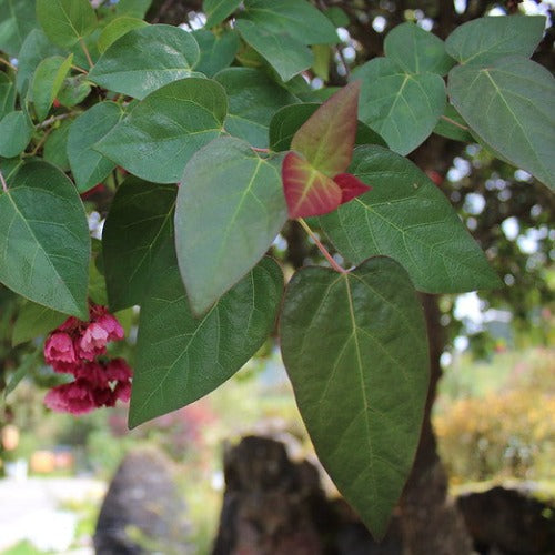 Vallea stipularis