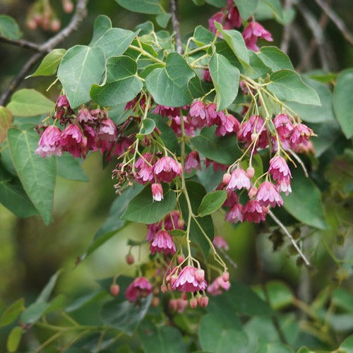 Vallea stipularis