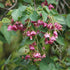 Vallea stipularis