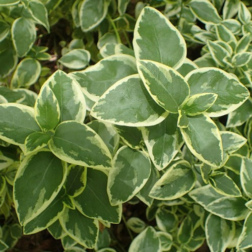 Vinca major Variegata