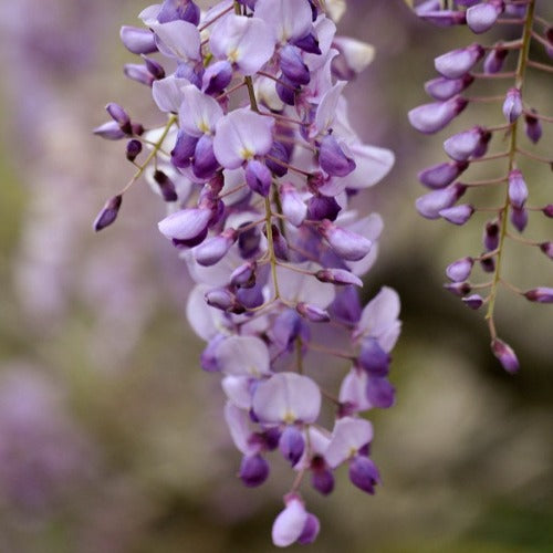 Buy Wisteria 'Caroline' Purple - Hardy plant