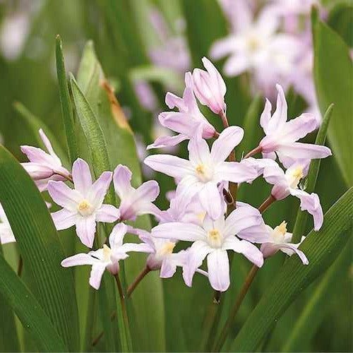Chionodoxa  Rosea (syn. Scilla)