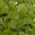 Sorbus latifolia