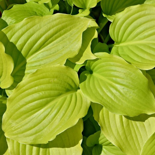 Hosta August Moon