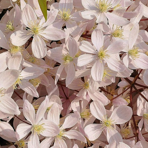 Clematis armandii Apple Blossom