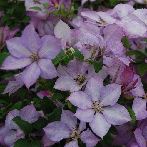 Clematis Margaret Hunt Future Forests clematis-margaret-hunt-future-forests