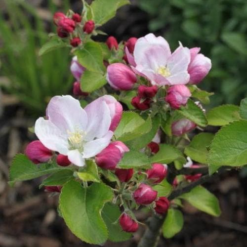 Apple Annie Elizabeth - Future Forests