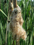 Typha latifolia - Bullrush
