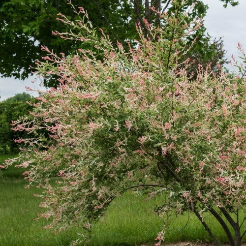 Salix integra Hakuro-nishiki - Flamingo Willow