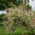 Salix integra Hakuro-nishiki - Flamingo Willow
