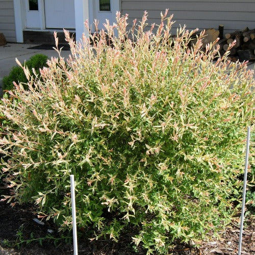 Salix integra Hakuro-nishiki - Flamingo Willow