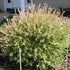 Salix integra Hakuro-nishiki - Flamingo Willow