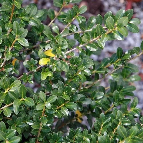 Ilex crenata Dark Green - Japanese Holly