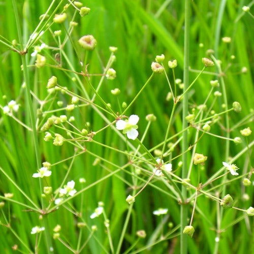 Alisma plantago-aquatica - Water Plantain