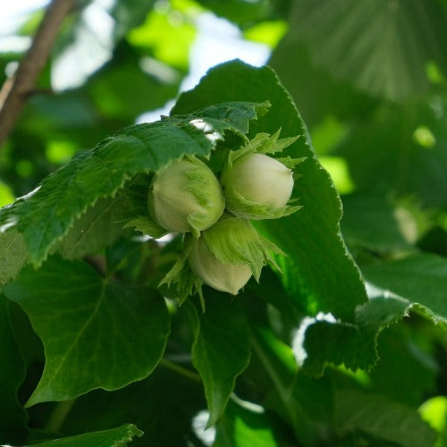 Cobnut - Corylus avellana Fertile de Coutard
