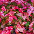 Nandina domestica Firepower