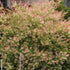 Salix integra Hakuro-nishiki - Flamingo Willow