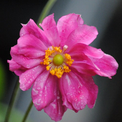 Anemone hupehensis var. japonica Prinz Heinrich
