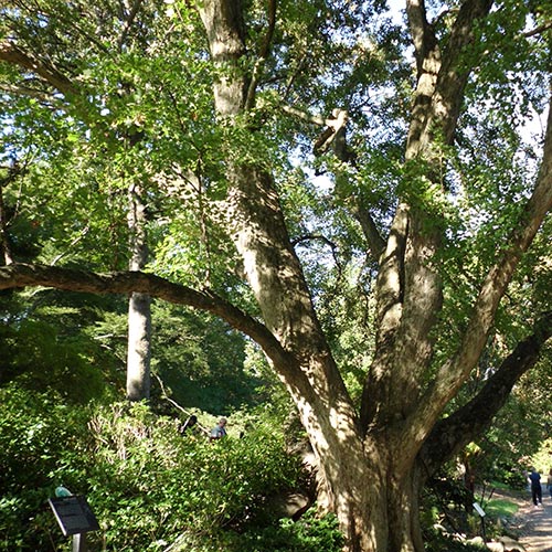Acer buergerianum