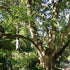 Acer buergerianum