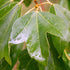 Acer buergerianum