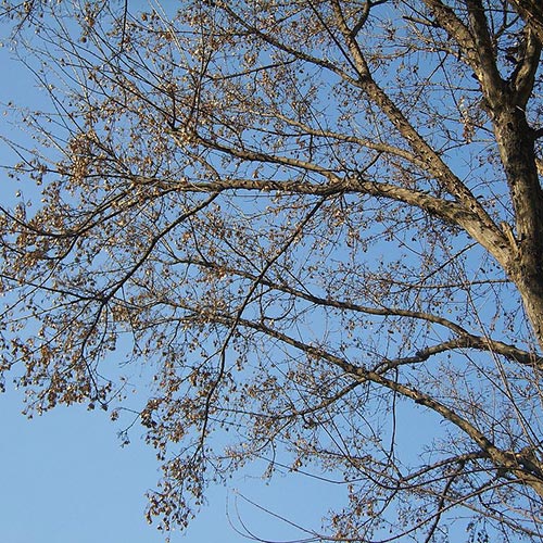 Acer buergerianum
