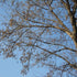 Acer buergerianum