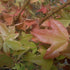 Acer buergerianum