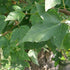 Acer buergerianum