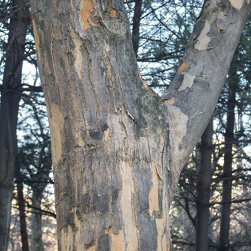 Acer buergerianum