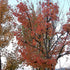 Acer buergerianum