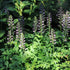 Acanthus mollis