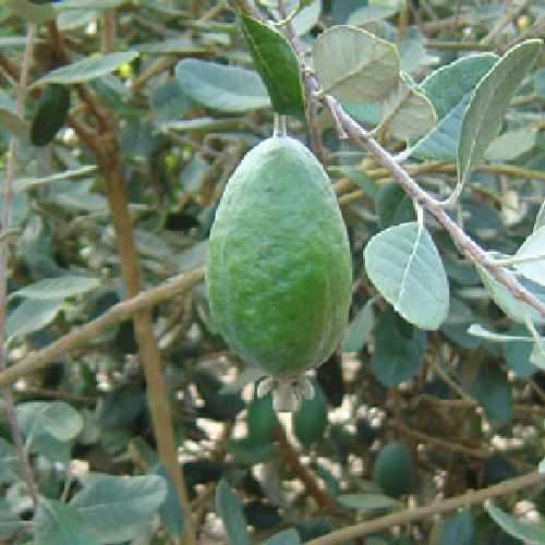 Acca sellowiana - Feijoa - Future Forests