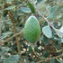 Acca sellowiana - Feijoa - Future Forests