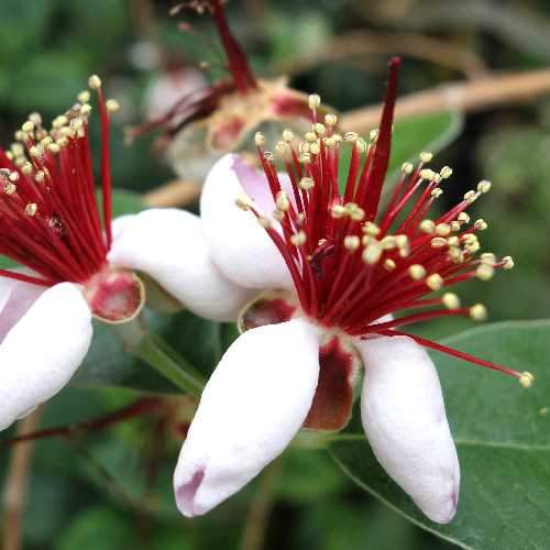 Acca sellowiana - Feijoa - Future Forests