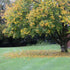 Acer cappadocium - Future Forests