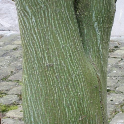 Acer davidii - Future Forests