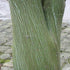 Acer davidii - Future Forests