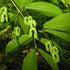 Acer davidii - Future Forests
