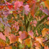 Acer davidii - Future Forests