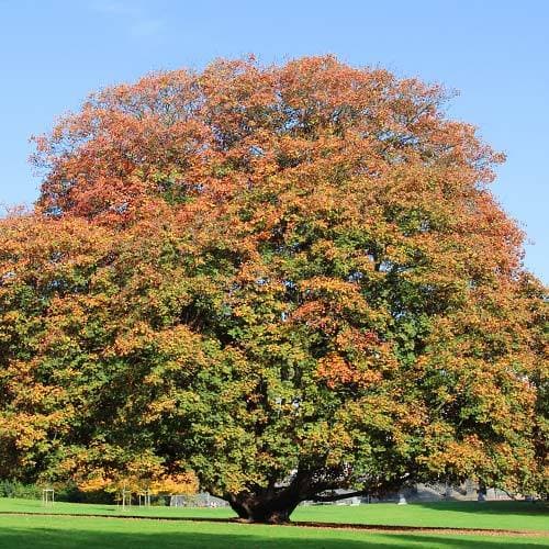 Acer pseudoplatanus Spaethii  (syn. Atropurpureum)